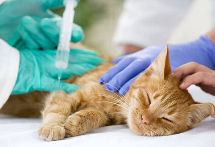 усыпление кошки в спб