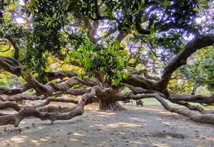 ঠাকুরগাঁওয়ে এশিয়ার সবচেয়ে বড় সূর্যপুরী আমগাছ হিসেবেও ধরা হয় এটিকে ।