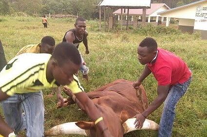 Idjwi : Vigilance sanitaire renforcée sur l’abattage des bêtes pendant les fêtes