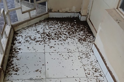 Nyalukemba : des habitations envahies par termites ailés après pluie