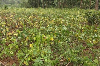 Kabare : les pluies torrentielles dévastent les cultures et plongent les agriculteurs dans la détresse
