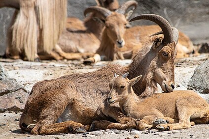 Walungu : Une épidémie de peste des ruminants décime le bétail et fragilise les éleveurs