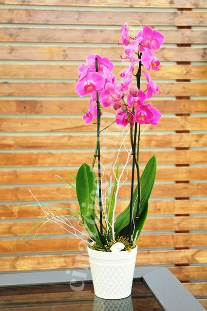 Pembe Orkide Çift Dal C-OR103