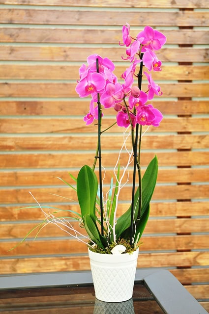Pembe Orkide Çift Dal C-OR103 - Görsel 2