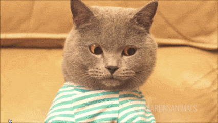 Cat furiously writing blog article.