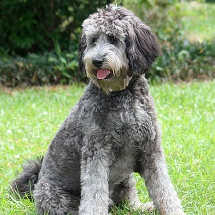 Silver ALD | Good Day Doodles | Australian Labradoodles in North Carolina silver colored australian labradoodle