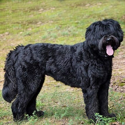 black | Good Day Doodles | Australian Labradoodles in North Carolina black colored australian labradoodle