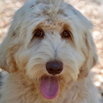 caramel-cream | Good Day Doodles | Australian Labradoodles in North Carolina caramel cream colored australian labradoodle