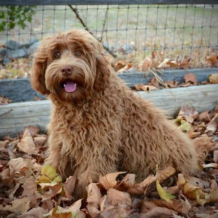 caramel | Good Day Doodles | Australian Labradoodles in North Carolina caramel colored australian labradoodle