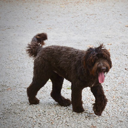 chocolate | Good Day Doodles | Australian Labradoodles in North Carolina chocolate colored australian labradoodle