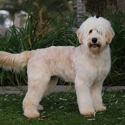 cream | Good Day Doodles | Australian Labradoodles in North Carolina cream colored australian labradoodle