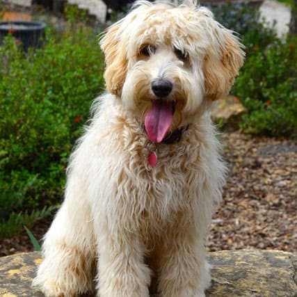 gold | Good Day Doodles | Australian Labradoodles in North Carolina gold colored australian labradoodle