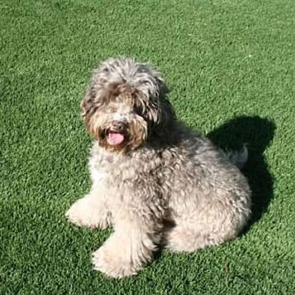 lavender | Good Day Doodles | Australian Labradoodles in North Carolina lavender colored australian labradoodle
