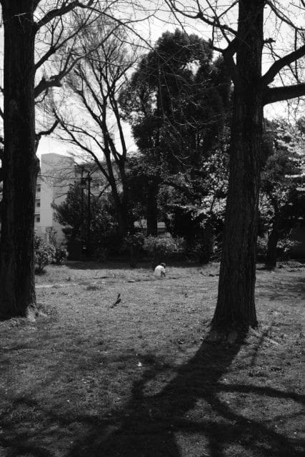 Leica Summaron 35mm F3.5L 前期 作例 