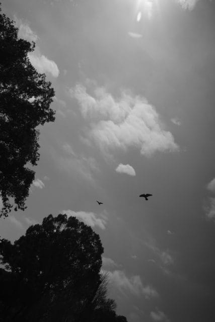 Leica Summaron 35mm F3.5L 前期 作例 