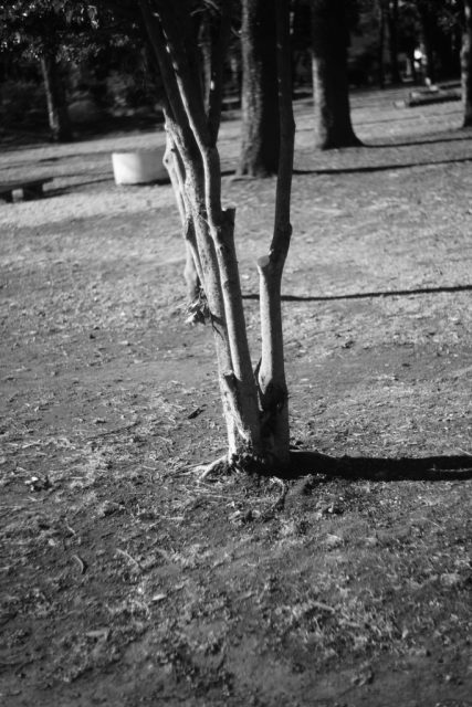 Jupiter-8 50mm f2 Review作例 モノクロ 公園 木 エモい写真画像