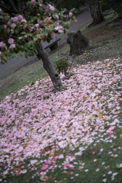 AUTO mamiya/sekor 50mm f2 レビュー作例 マミヤ光機の富岡光学製オールドレンズ 椿ツバキ春ピンク