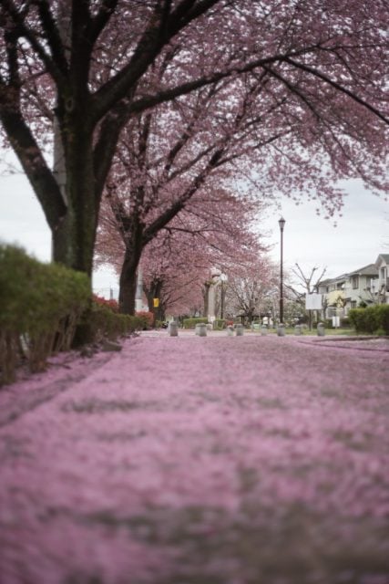 AUTO mamiya/sekor 50mm f2 レビュー作例 マミヤ光機の富岡光学製オールドレンズ 春 桜の絨毯