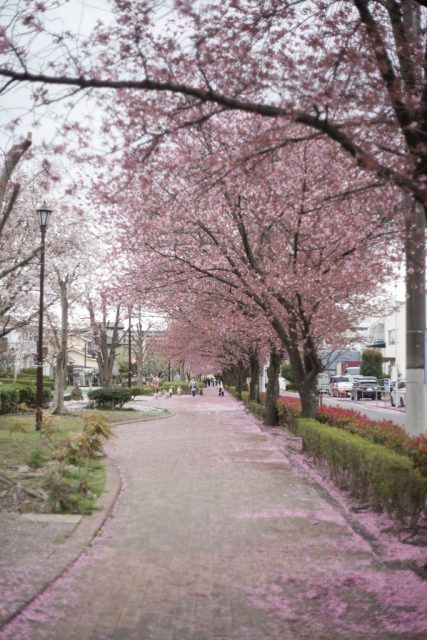 AUTO mamiya/sekor 50mm f2 M42 後期型 レビュー作例 マミヤ光機 富岡