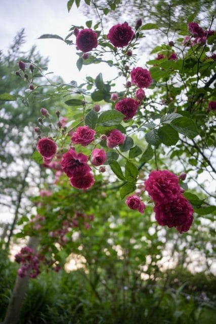 GR Lens 21mm f3.5 L39の作例