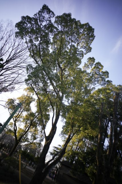 Ricoh GR Lens 21mm f3.5 ライカLTM 作例 木植物 自然 公園