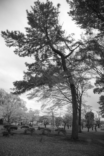 Super Multi Coated Takumar 28mm f3.5 作例 白黒モノクロ 木