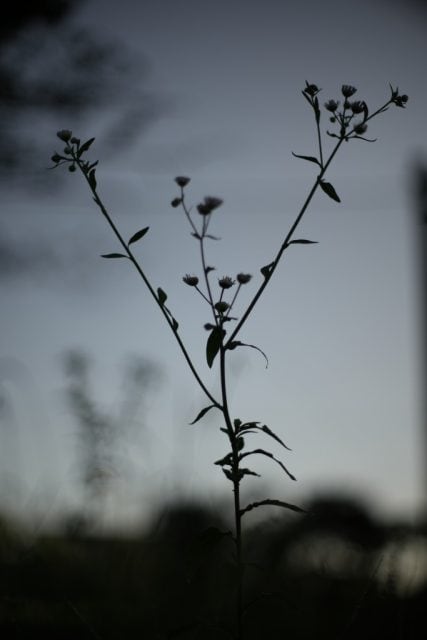 Pentax Super-Multi-Coated TAKUMAR 50mm f1.4 作例 植物 エモい