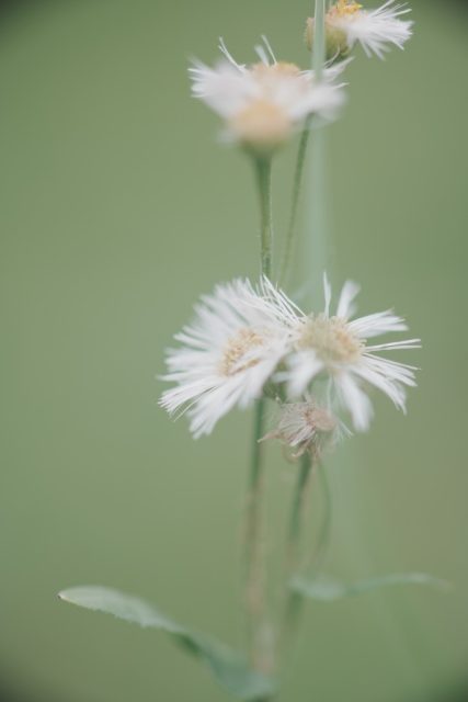 OLYMPUS OM ZUIKO AUTO MACRO 90㎜ F2 作例 白い草花マクロ