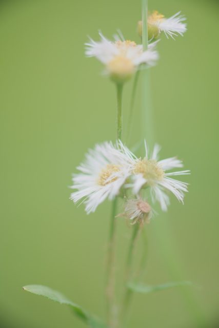 OLYMPUS OM ZUIKO AUTO MACRO 90㎜ F2 作例 白い草花マクロ