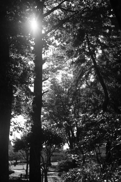 Canon Lens 50mm f1.4Ⅱ L39 レビュー作例 和製ズミルックス キヤノン