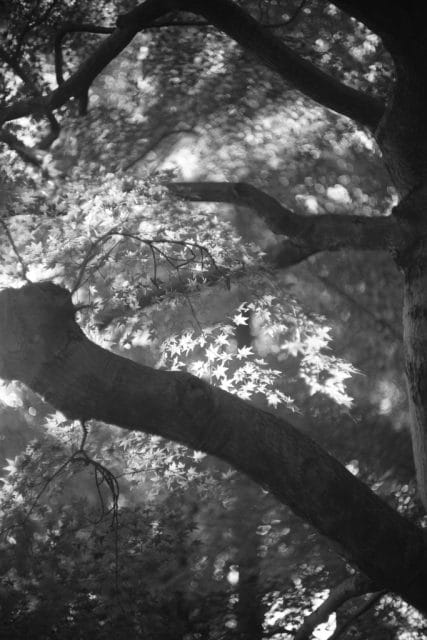 Canon Lens 50mm f1.4Ⅱ L39 レビュー作例 和製ズミルックス キヤノン