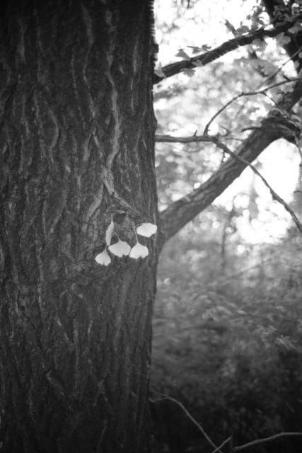 Leica Summilux 35mm f1.4 球面ズミルックス作例 いちょう秋 白黒モノクロ