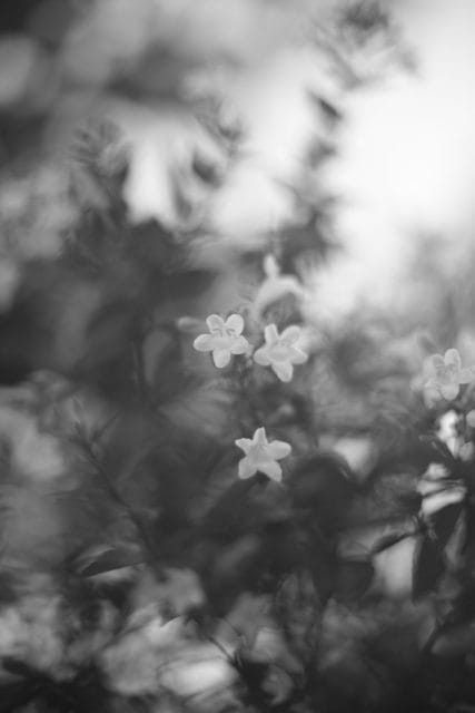 Canon Lens 50mm f1.4Ⅱ L39 レビュー作例 和製ズミルックス キヤノン