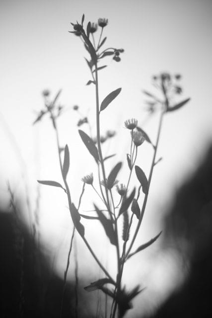 Canon Lens 50mm f1.4Ⅱ L39 レビュー作例 和製ズミルックス キヤノン