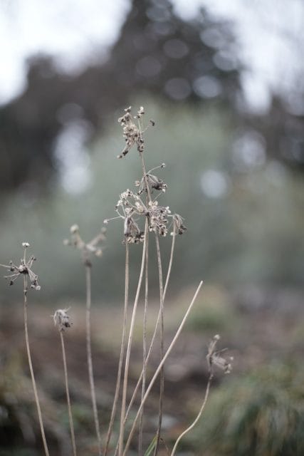 Summicron 50mm f2 第3世代の作例Review