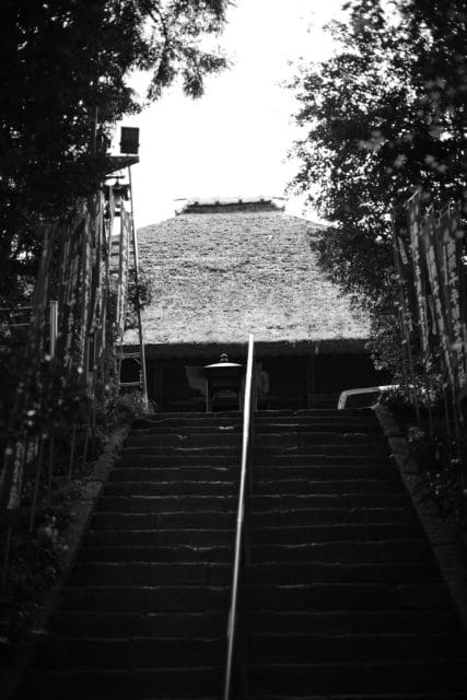 Summicron 50mm f2 第3世代の作例Review