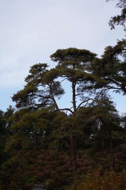 Summicron 50mm f2 第3世代の作例Review