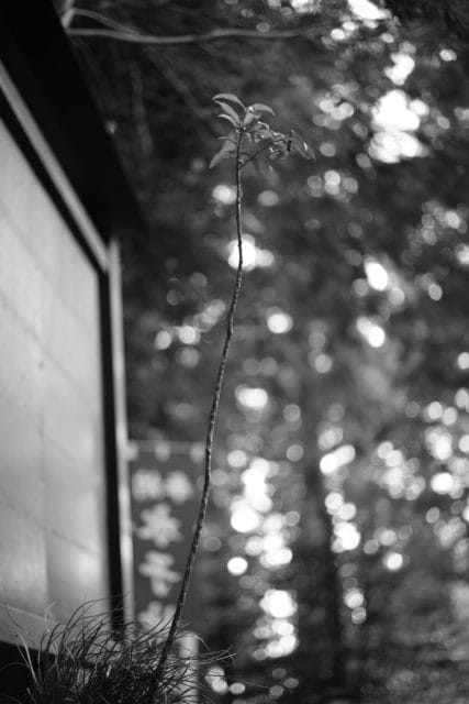 Summicron 50mm f2 第3世代の作例Review