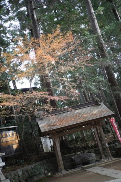 Summicron 50mm f2 第3世代の作例Review