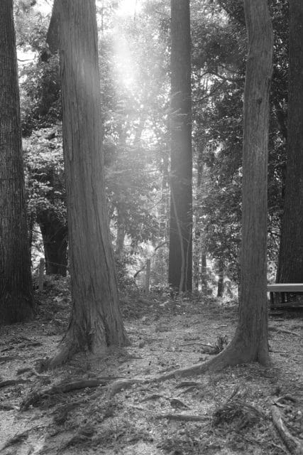 Summicron 50mm f2 第3世代の作例Review