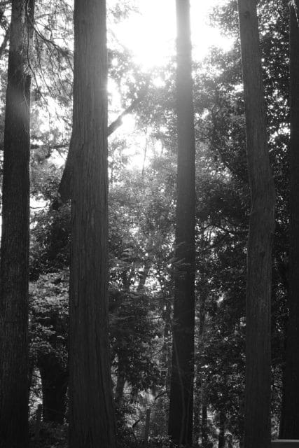 Summicron 50mm f2 第3世代の作例Review