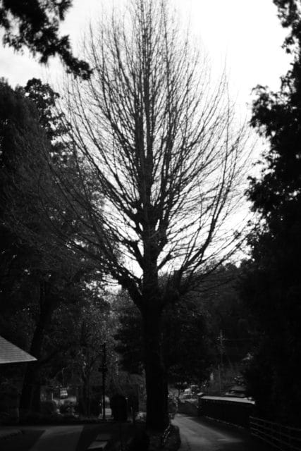 Summicron 50mm f2 第3世代の作例Review