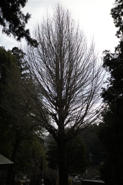 Summicron 50mm f2 第3世代の作例Review