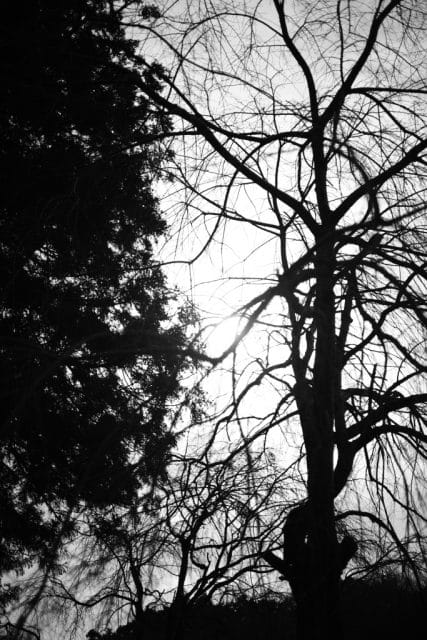 Summicron 50mm f2 第3世代の作例Review