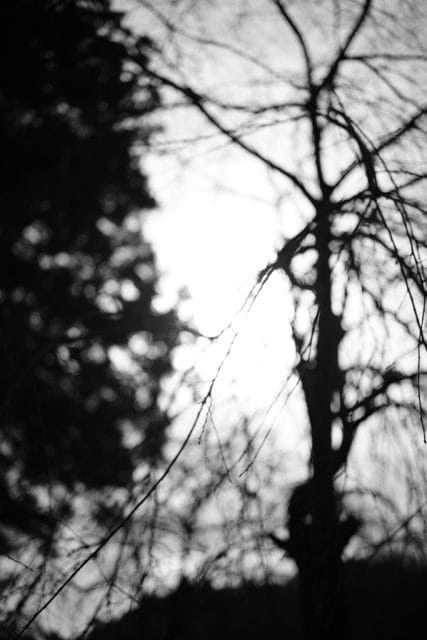 Summicron 50mm f2 第3世代の作例Review