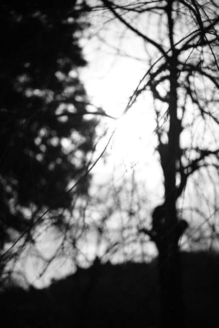 Summicron 50mm f2 第3世代の作例Review