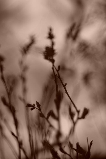 Som Berthiot 50mm f2.8 E改 オールドレンズ作例