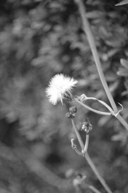 Som Berthiot 50mm f2.8 E改 オールドレンズ作例