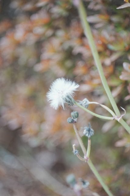 Som Berthiot 50mm f2.8 E改 オールドレンズ作例