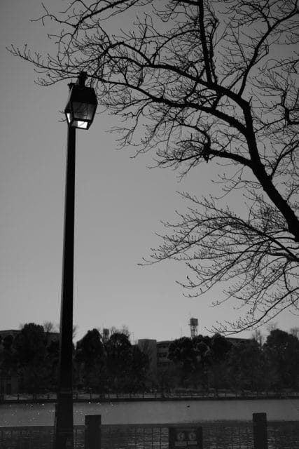 PENTAX Macro Takumar 50mm f4 M42 作例